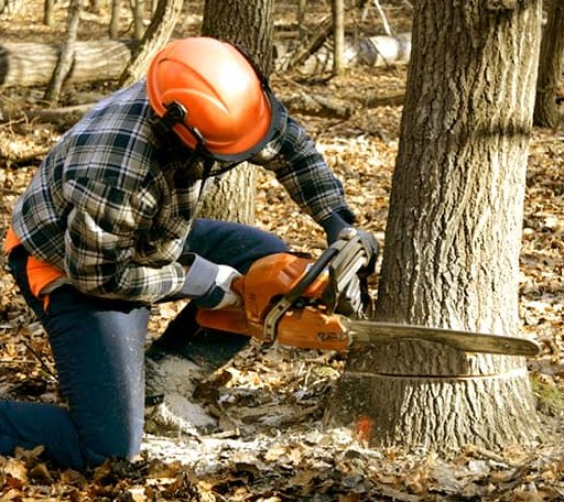 Tree Removal in Boulder Junction, WI